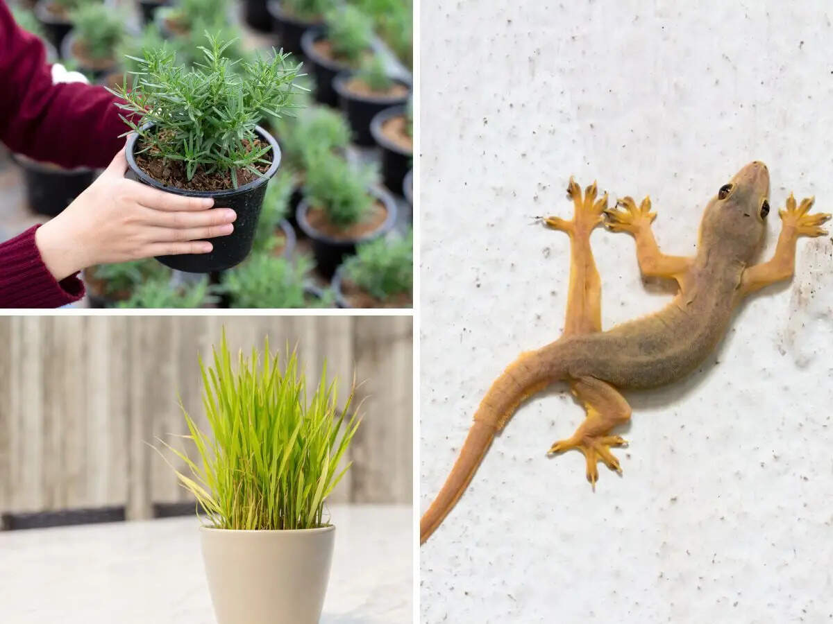 No chemicals, no sprays. 6 lizard-repellent houseplants you need in your home now