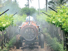 Grapes of wrath in &lsquo;Punjab&rsquo; of Karnataka, Vijayapura